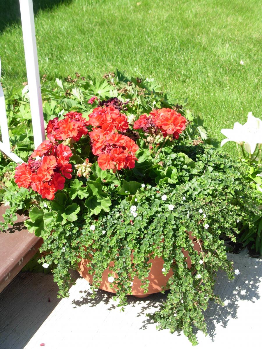 Strawberry harvest after installing Vortex Water Revitalizer